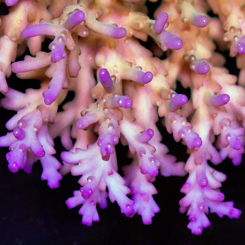 newcoral1583 - 100 New WYSIWYG Acros at Cherry Corals!